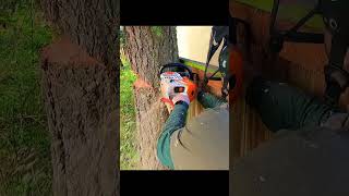 Boring Into a Tree With a Chainsaw [upl. by Toms]