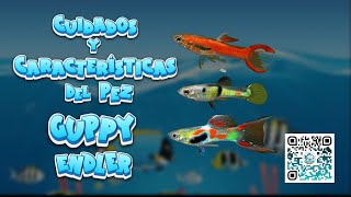 🐟 CUIDADOS y CARACTERÍSTICAS del PEZ GUPPY ENDLER 🐠🌿 peces aguadulce guppys [upl. by Geraint889]