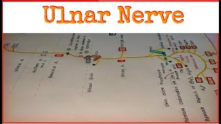 Ulnar Nerve [upl. by Scottie471]