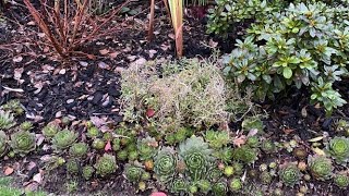 Cut Back For Sweet Alyssum Lobularia Maritima  November 19 [upl. by Niobe582]