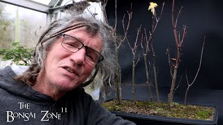 Pruning My Silver and Sugar Maples The Bonsai Zone Nov 2024 [upl. by Acissey]