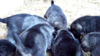 Elkhound Pups Fed Raw  Kamia Kennels 4 Weeks of Age [upl. by Thorr]