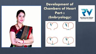 Development of Chambers of Heart Embryology by Dr Rajitha Vanga [upl. by Iamhaj587]