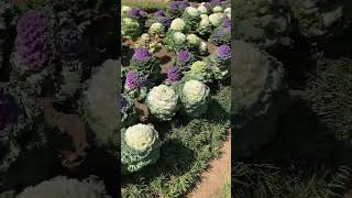 Ornamental Cabbage Flower beautifully blooming in MaymyoMM flowers nature ornamentalplants [upl. by Abbub728]