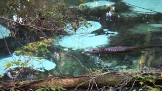 Alligator in Juniper Springs Recreation Area [upl. by Ardnohs730]