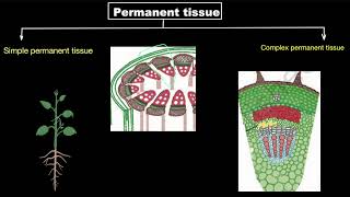 Simple permanent tissues  Tissues  Biology class 9  Khan Academy [upl. by Ayik]