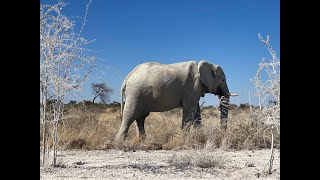 4K  HD Giraffe and Elephant sightings in Etosha Safari Namibia 2024 [upl. by Doy646]