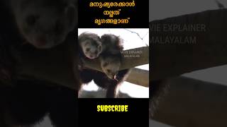 Pets ഇഷ്ടമാണോ നിങ്ങൾക്ക് mem ytshortsindia youtubeindia trendingshorts fyp [upl. by Annauqaj132]