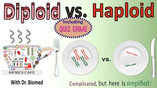 Diploid vs Haploid [upl. by Artemed]