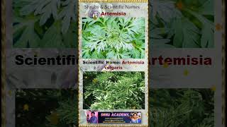 Artemisia artemisia 🍀🍀🍀plants shorts shortsfeed shortvideos shrubs video ytshorts [upl. by Clover]