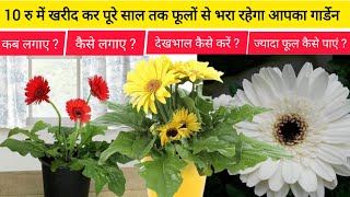 Gerbera plant full details  how to grow gerbera plant Tipscare about gerbera plant [upl. by Beare]