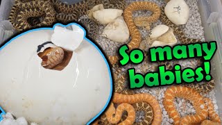 Adorable Baby Bullsnakes Hatching [upl. by Azeria]