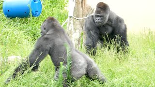 Silverback worries about his son who wants to be alone｜Shabani Group [upl. by Curr601]