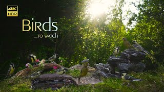 Natural feeder for Birds 🐦  4K HDR  TV for PETs [upl. by Accber342]