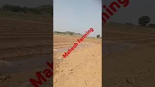 Rai ma corvan Pani date12112024mahesh farmingfarming newsong punjabisong punjabi song [upl. by Aliwt]