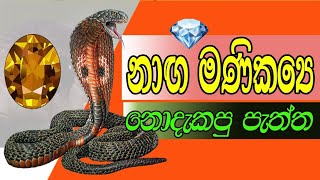 නාග මාණික්‍ය  naagamanikya  cobra pearl  JEM PEARL [upl. by Colburn90]