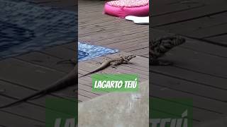 LAGARTO TEIÚ🦎 youtubeshorts lagarto teiú bichos shortsyoutube [upl. by Helas]