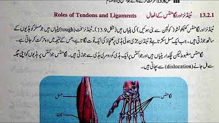 Roles of Tendons and Ligaments in Urdu Class 10 Biology Chapter 13 [upl. by Shifrah]