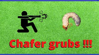 Chafer grubs in lawns [upl. by Retnyw]