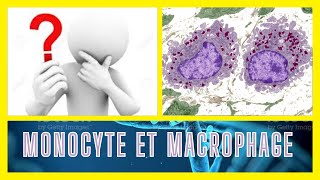 Macrophage et Monocyte [upl. by Seaddon]