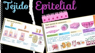 Tejido epitelial  Biología  Semana 4 [upl. by Eiraminot274]