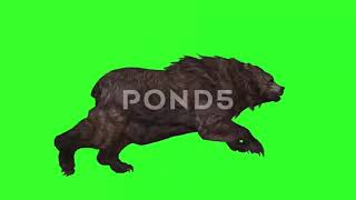 quotEpic SideView Bear Animation Walking and Running  4K Green Screen Wildlife F [upl. by Nilatak]