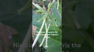 Nicotiana Tobacco Flower Flowers are strongly fragrant September 25 2024 [upl. by Brost]