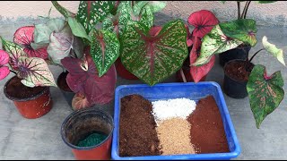 HOW TO POT \ REPOT CALADIUMS  REPOTTING [upl. by Lorrin951]