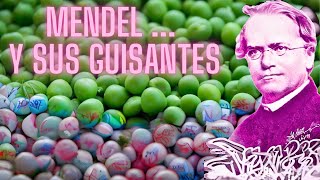 Mendel y sus guisantes [upl. by Waring973]