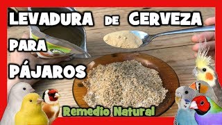 LEVADURA de CERVEZA para CRIAR CANARIOS y PAJAROS EXOTICOS 🐤 CRIA de CANARIOS  Remedios naturales [upl. by Ree]