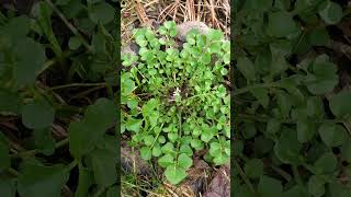 This WEED Protects You From CANCER Hairy Bittercress Cardamine hirsuta health benefits [upl. by Malissia378]