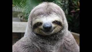 Sloth Slideshow [upl. by Kirit]