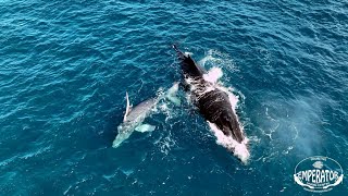 Humpback Whales in Mauritius [upl. by Abil]