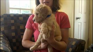 F1B Labradoodle Puppies 5 Weeks Old [upl. by Rosenzweig586]