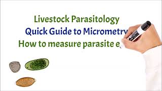 How to measure a parasite egg in µm micrometers [upl. by Heshum]