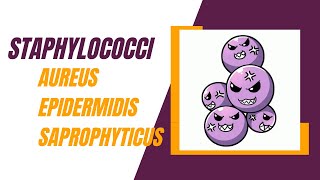 Staphylococci  Staphylococcus Aureus Staphylococcus Epidermidis and Staphylococcus Saprophyticus [upl. by Sauder140]