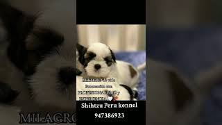 SERVICIO PROFESIONAL DE PROCREACIÓN SHIHTZU  SHIHTZU PERU KENNEL [upl. by Wampler]