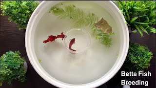 Betta Fish Breeding Procedure  Fighter Fish [upl. by Gretal36]