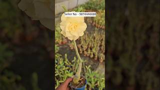 Adenium flower plant beautiful blooming colours [upl. by Jerrilee278]