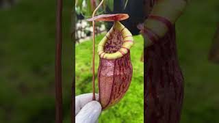 Item Short BE 3971  N eustachya x tenuis carnivorousplant nepenthes nepentheshybrid [upl. by Elma]