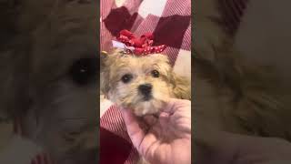 Pumpkin Female Morkie video 111524 [upl. by Fiske]