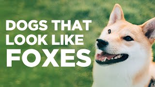 10 Dogs That Look Like Foxes [upl. by Aldos747]