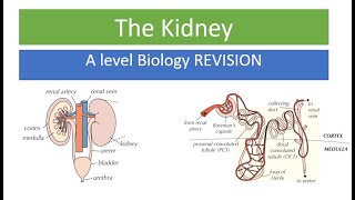 Kidneys amp Osmoregulation [upl. by Bortman164]