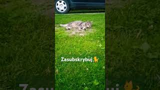 Co robi kocurek KitKat pod prysznicem🙀😹 viralvideo shorts cat trending funny [upl. by Vinny]