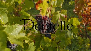 Domaine de la Dentelle  Les Vendanges [upl. by Agle915]