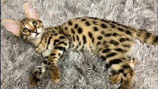 🤔 So you want a Savannah Cat [upl. by Eenram98]