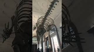 National Museum of Natural History Philippines 😍 youtubeshorts youtube museum philippines [upl. by Naam107]