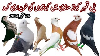 Punjab Ki kabootar Mandi Peshoweri Karbalai Jogi kabootar Available Dera Ghazi Khan Kabutar Market [upl. by Aramal526]