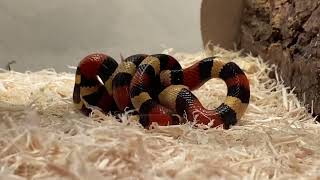 Baby apricot pueblan milk snake feeding video and close up look at the snake [upl. by Aisenet810]