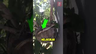 Ternyata Ular Bisa Memakan Dirinya Sendiri Jika Hal ini Terjadi‼️😱 [upl. by Enomyar970]